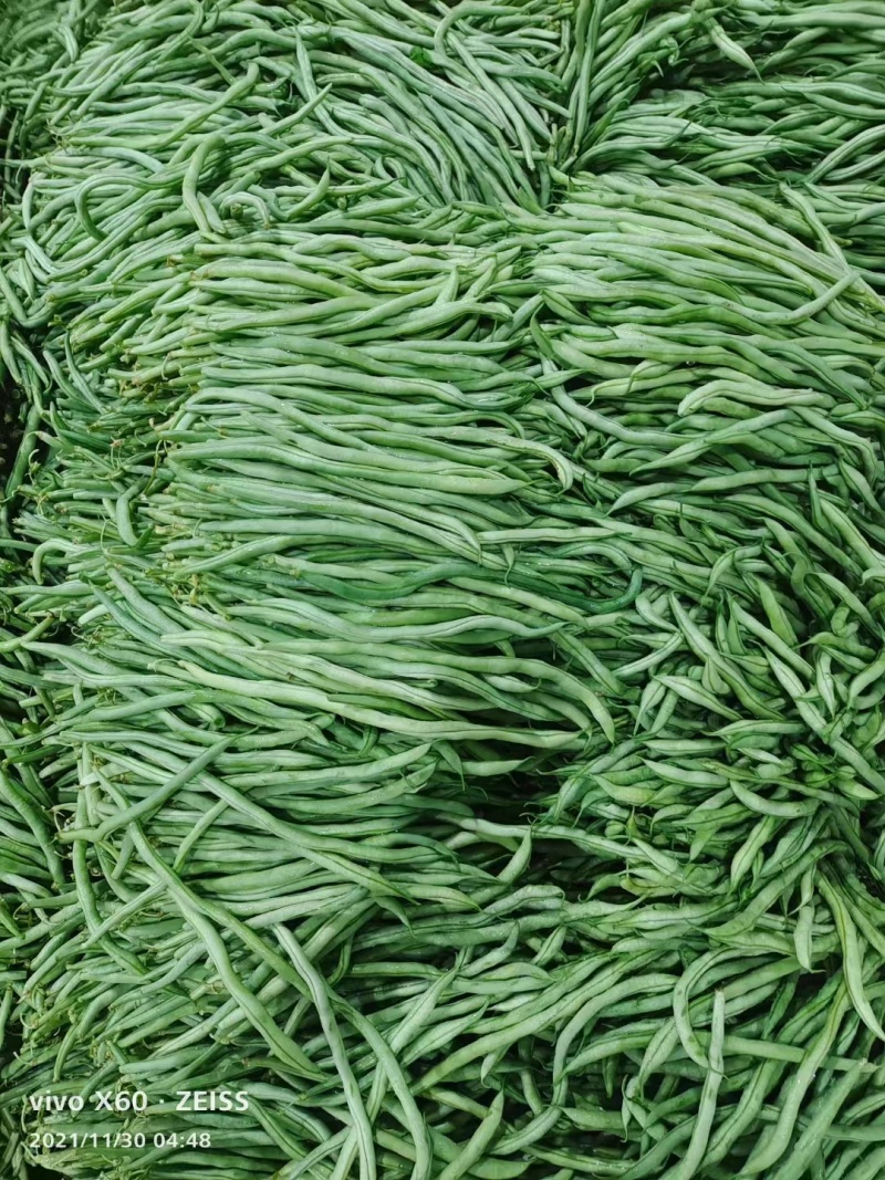 精品长豆角，无筋豆一手货源视频看货品质保证以质论价