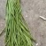 精品长豆角，无筋豆一手货源视频看货品质保证以质论价