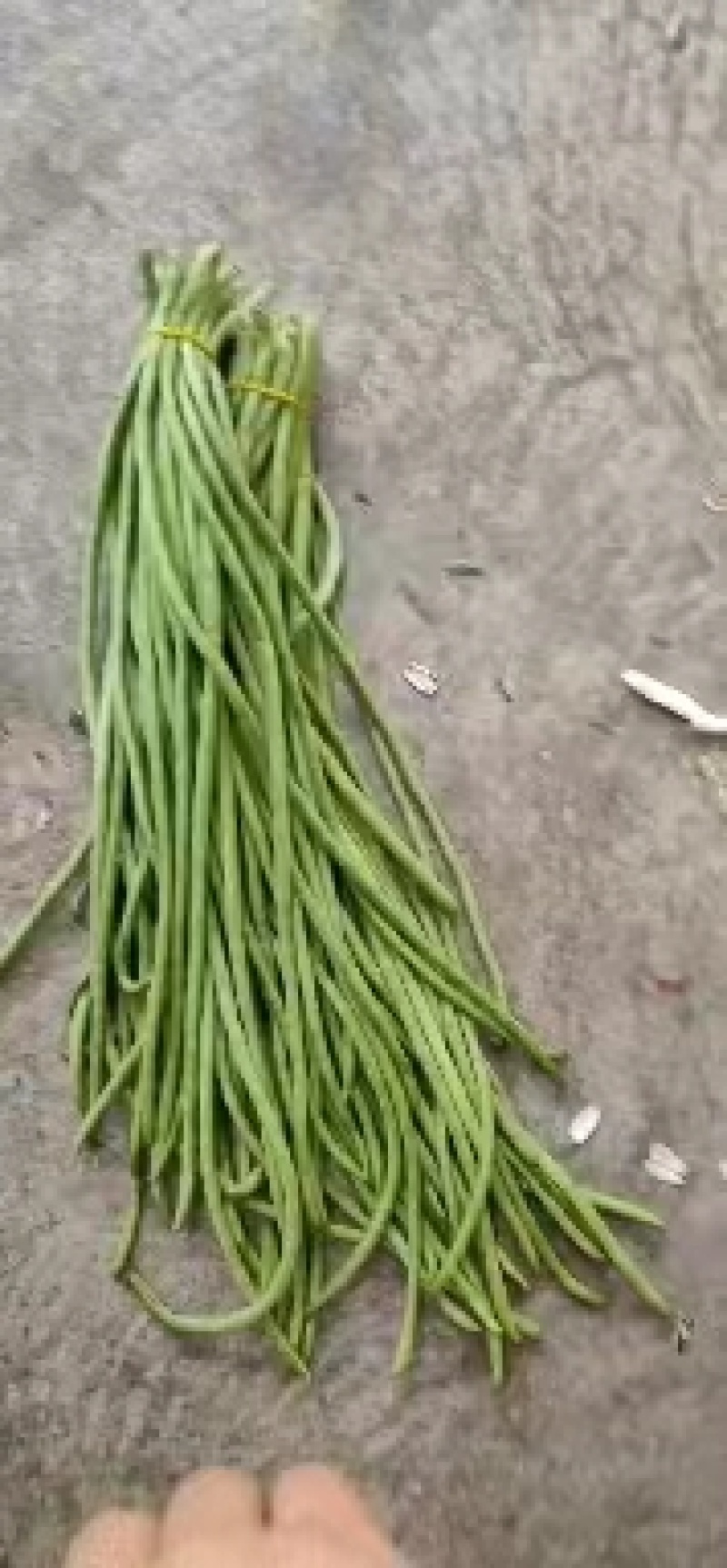精品长豆角，无筋豆一手货源视频看货品质保证以质论价