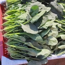 【产地直销】菠菜大量上市专供商超品质质量保证全国发货