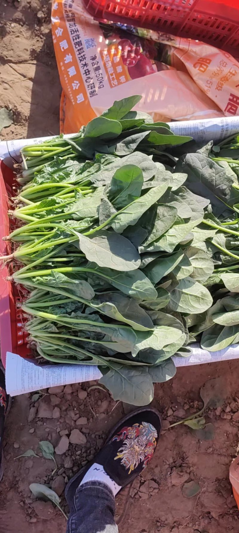 【产地直销】菠菜大量上市专供商超品质质量保证全国发货