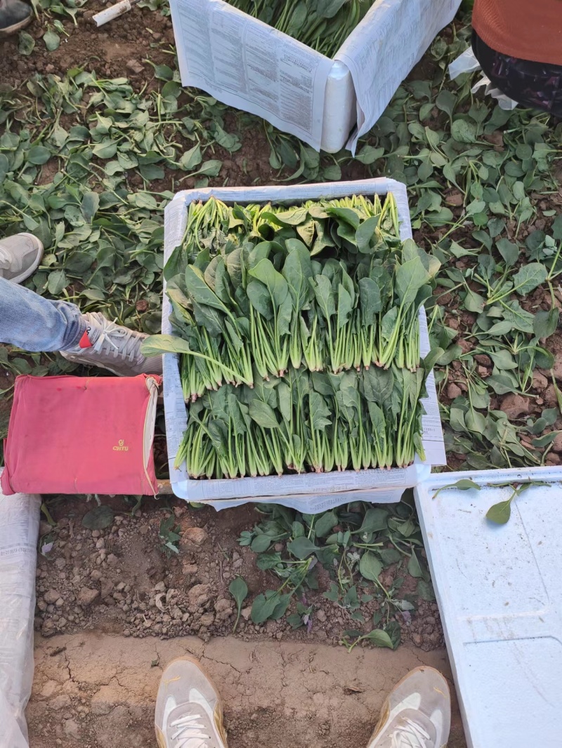 【产地直销】菠菜大量上市专供商超品质质量保证全国发货