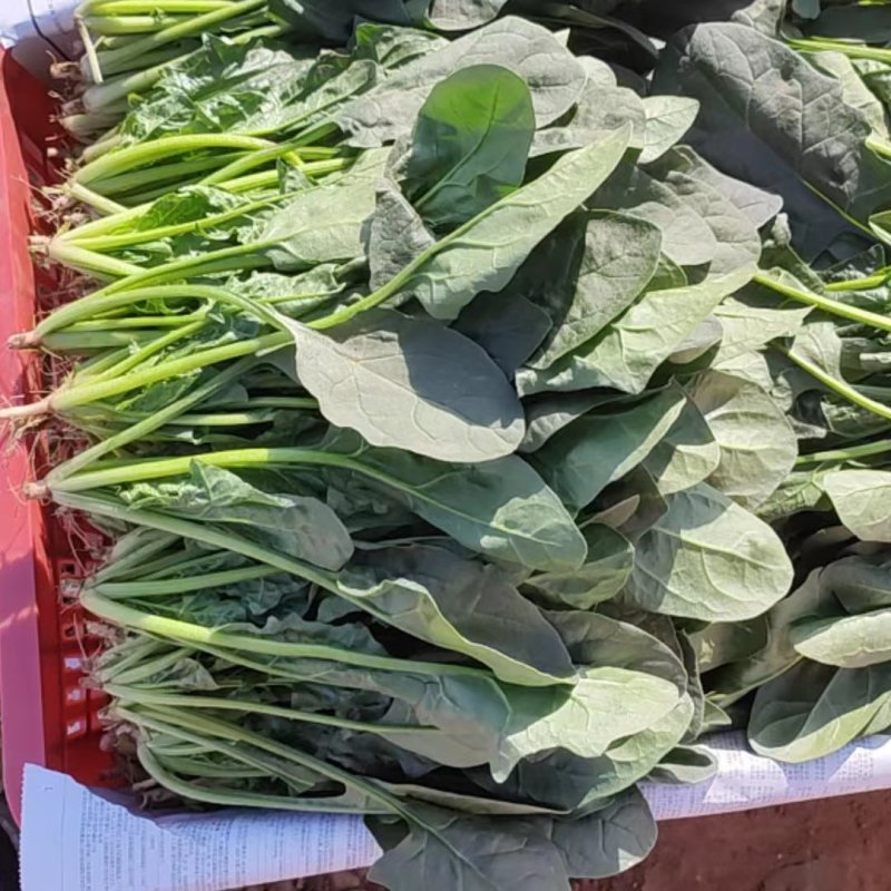 【产地直销】菠菜大量上市专供商超品质质量保证全国发货