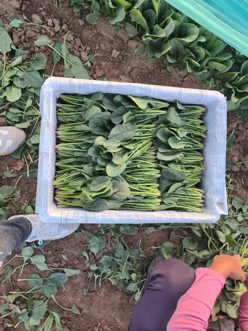 【产地直销】菠菜大量上市专供商超品质质量保证全国发货