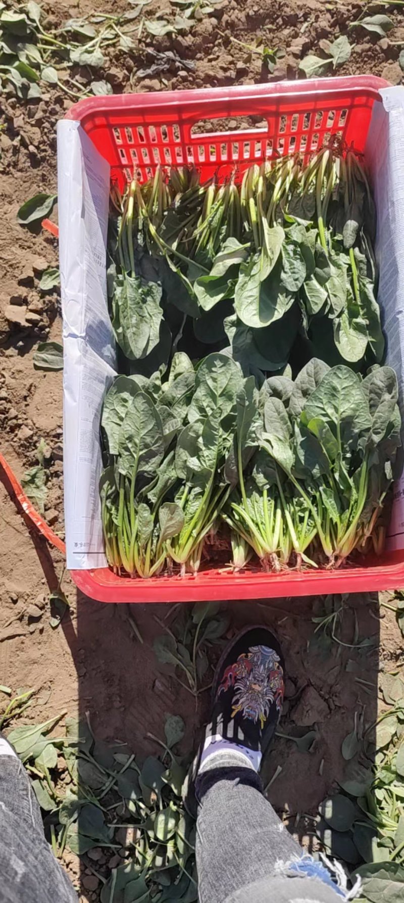 【产地直销】菠菜大量上市专供商超品质质量保证全国发货