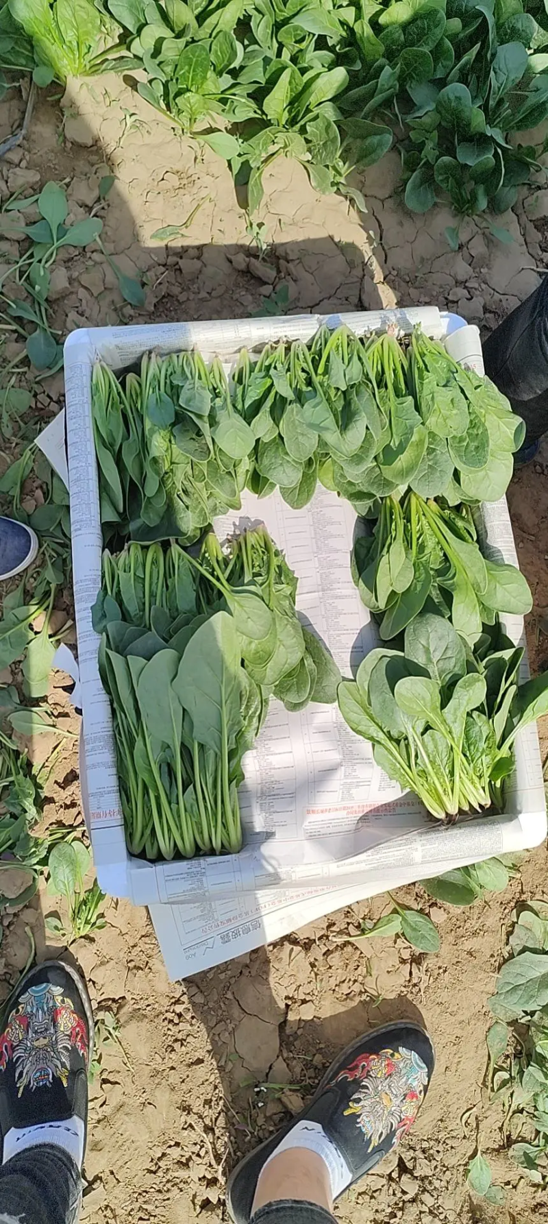 【产地直销】菠菜大量上市专供商超品质质量保证全国发货