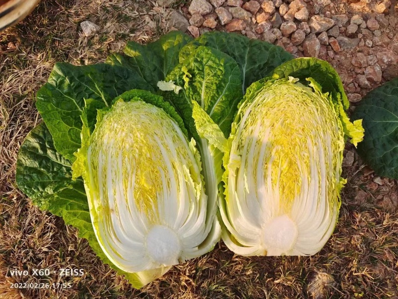 白菜高原黄心白菜黄心无虫眼无花干无伤心半净菜散装