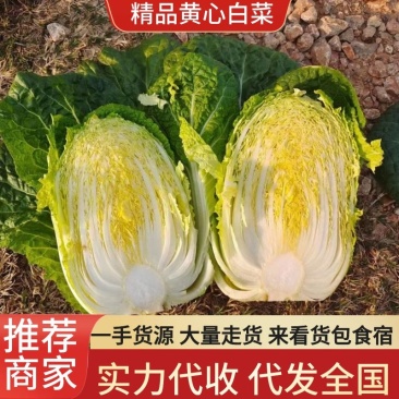 白菜高原黄心白菜黄心无虫眼无花干无伤心半净菜散装