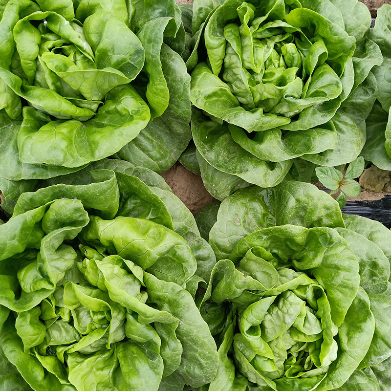 奶油生菜种子圆叶凉拌沙拉炒食耐热耐寒四季蔬菜种子