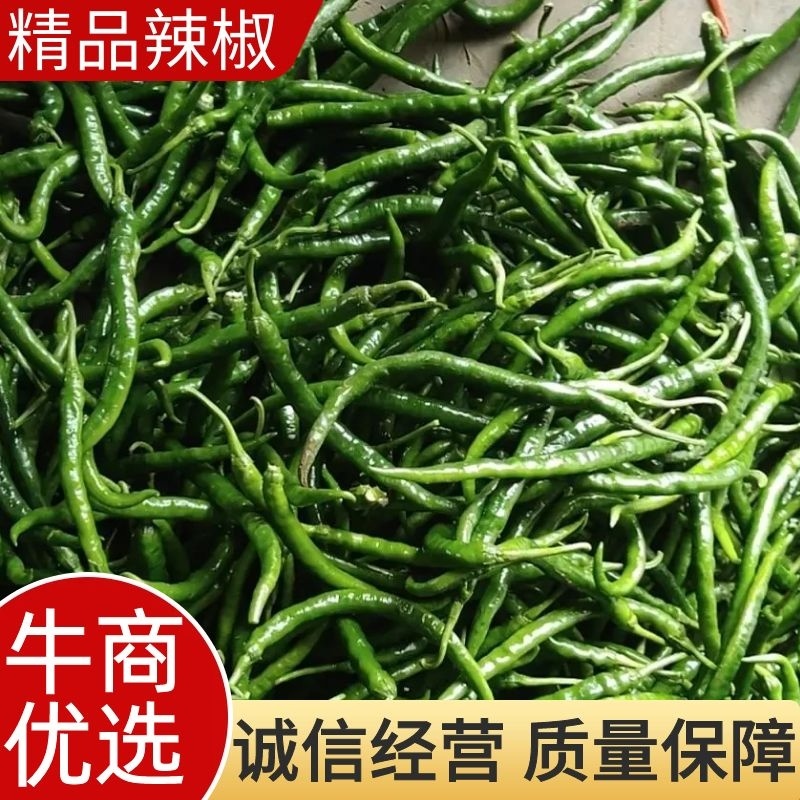 辣椒，精品辣椒，产地直发，质量保证，欢迎进店联系