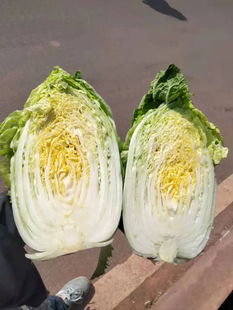 精品大白菜，产地直发，质量保证，欢迎来电咨询