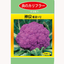 紫花菜种子早熟花椰菜大田专用紫花特色蔬菜春秋种植耐寒