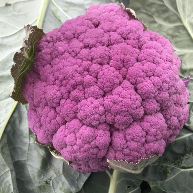 紫花菜种子早熟花椰菜大田专用紫花特色蔬菜春秋种植耐寒