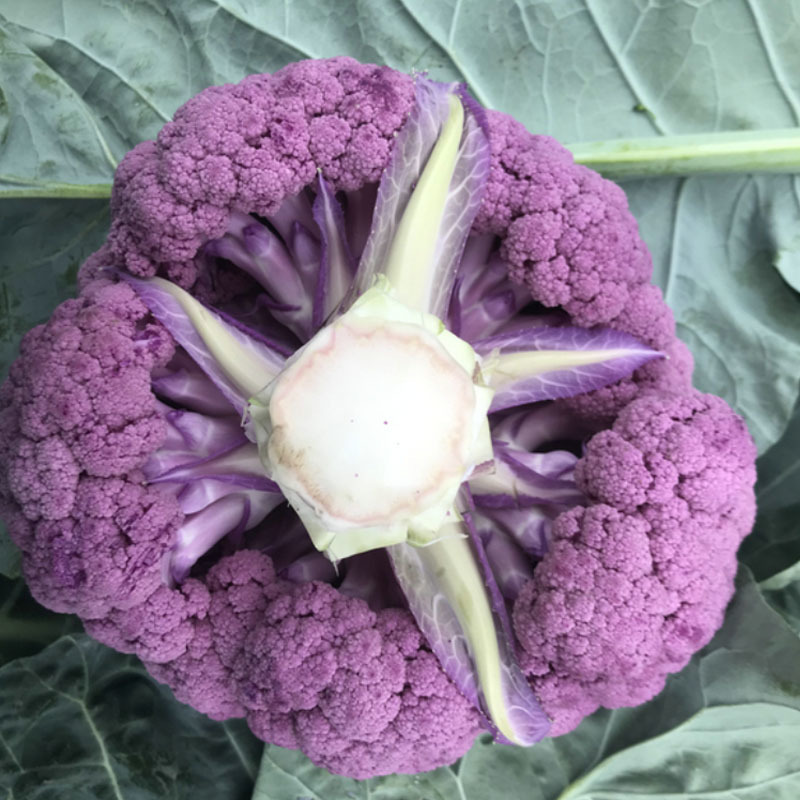 紫花菜种子早熟花椰菜大田专用紫花特色蔬菜春秋种植耐寒