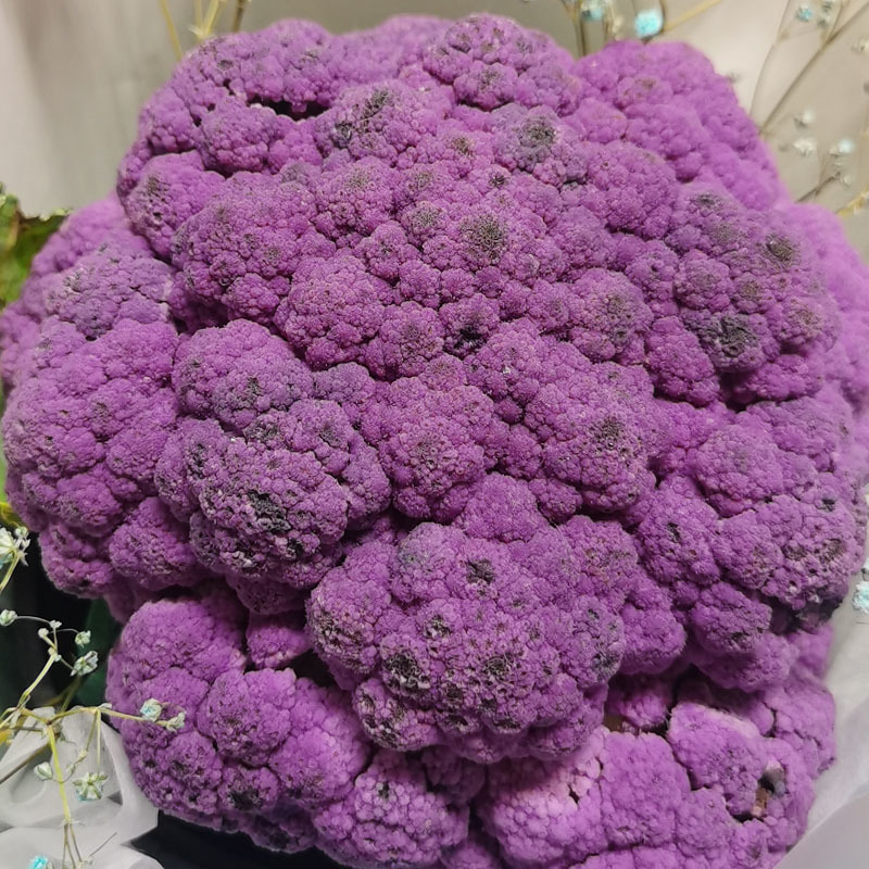 紫花菜种子早熟花椰菜大田专用紫花特色蔬菜春秋种植耐寒