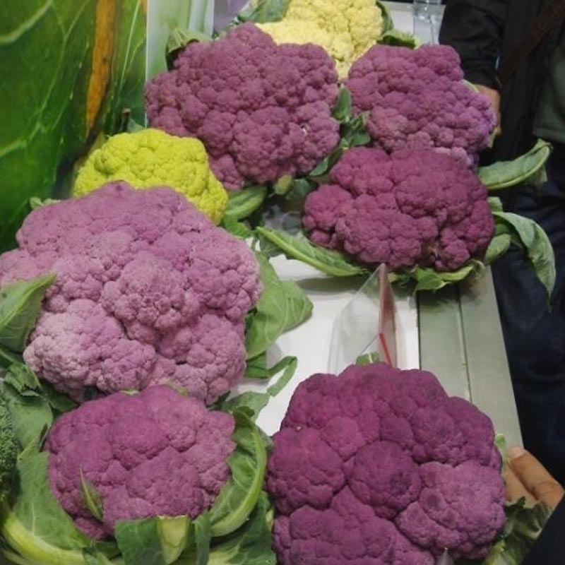 紫花菜种子早熟花椰菜大田专用紫花特色蔬菜春秋种植耐寒