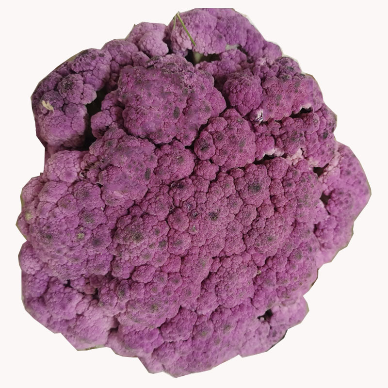 紫花菜种子早熟花椰菜大田专用紫花特色蔬菜春秋种植耐寒