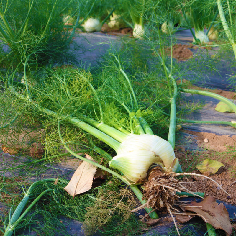 球茎茴香种子种籽高产割茬小茴香菜种籽阳台四季大蔬菜春季播