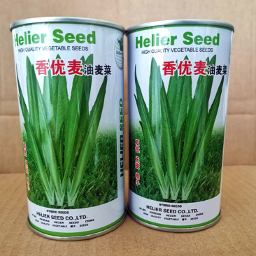 油麦菜种子四季香油麦菜籽生长快青菜夏秋冬四季耐寒耐热