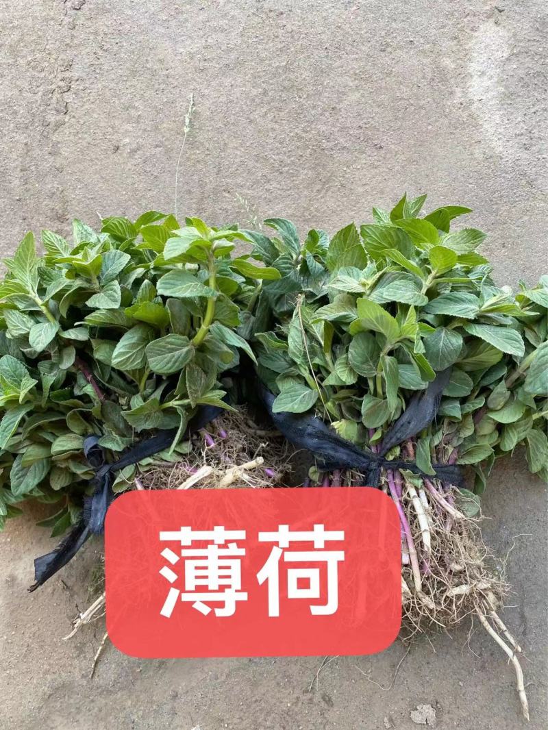 红花萱草苗各种中草药花卉一手货源基地直发代发全国