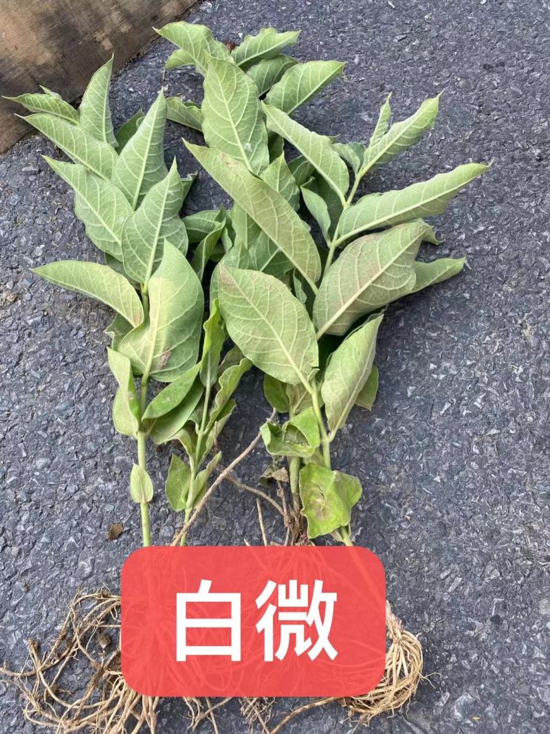 红花萱草苗各种中草药花卉一手货源基地直发代发全国