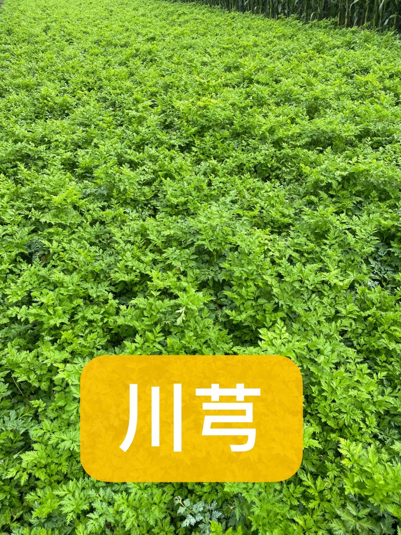 红花萱草苗各种中草药花卉一手货源基地直发代发全国