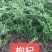 红花萱草苗各种中草药花卉一手货源基地直发代发全国