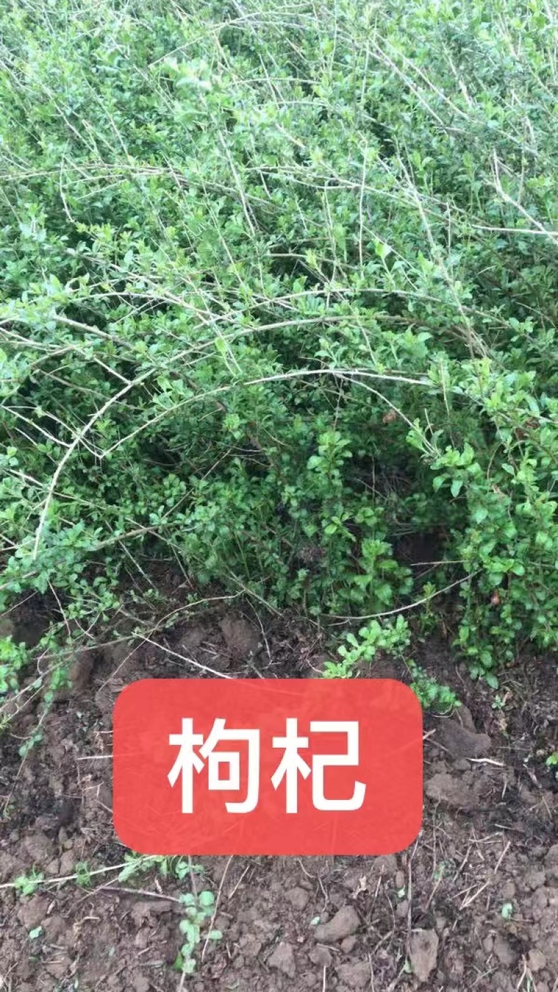 红花萱草苗各种中草药花卉一手货源基地直发代发全国