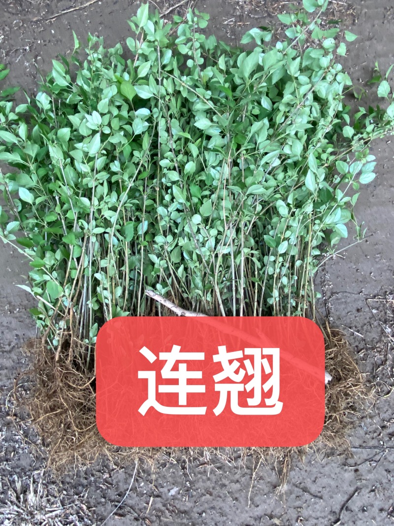 红花萱草苗各种中草药花卉一手货源基地直发代发全国