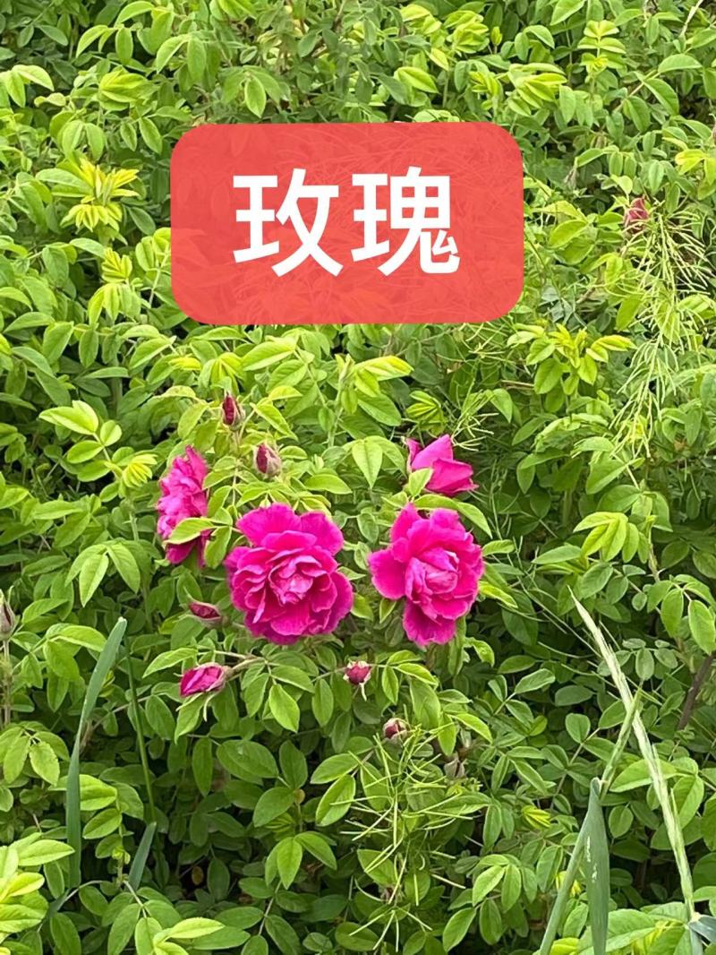 红花萱草苗各种中草药花卉一手货源基地直发代发全国