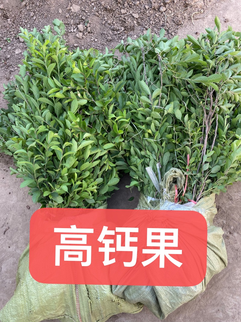 红花萱草苗各种中草药花卉一手货源基地直发代发全国