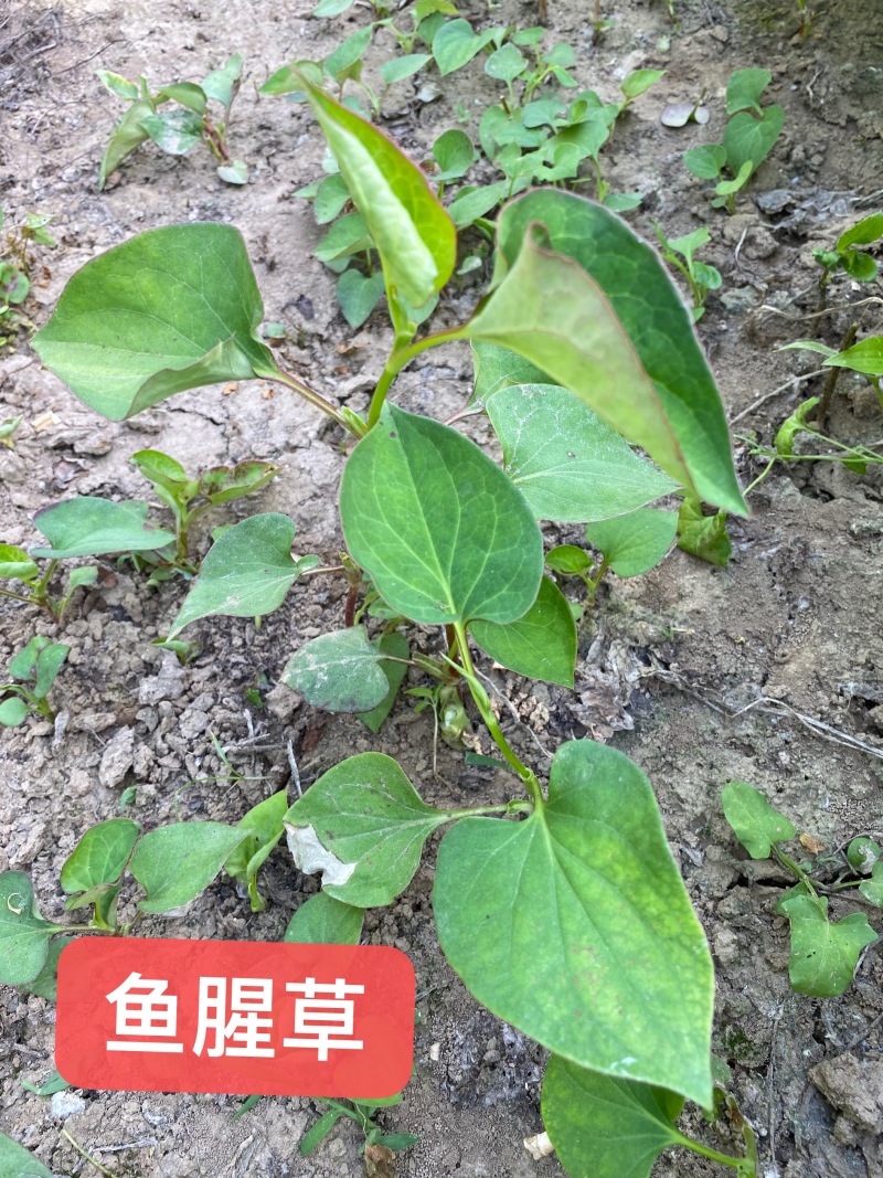 红花萱草苗各种中草药花卉一手货源基地直发代发全国