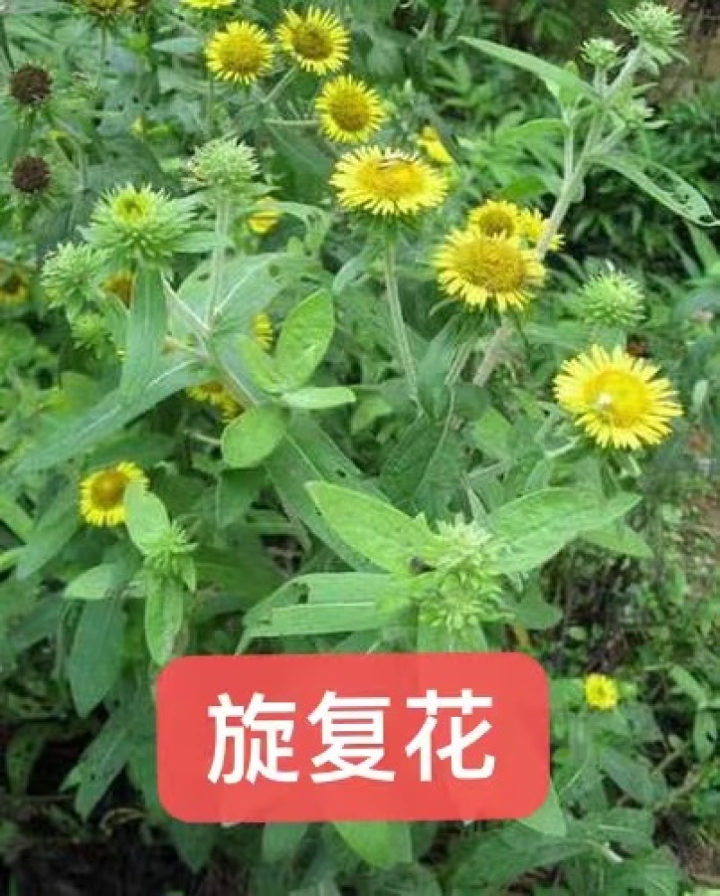 红花萱草苗各种中草药花卉一手货源基地直发代发全国