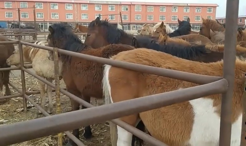 马。肉马，厂家直销质量保证欢迎老板选购