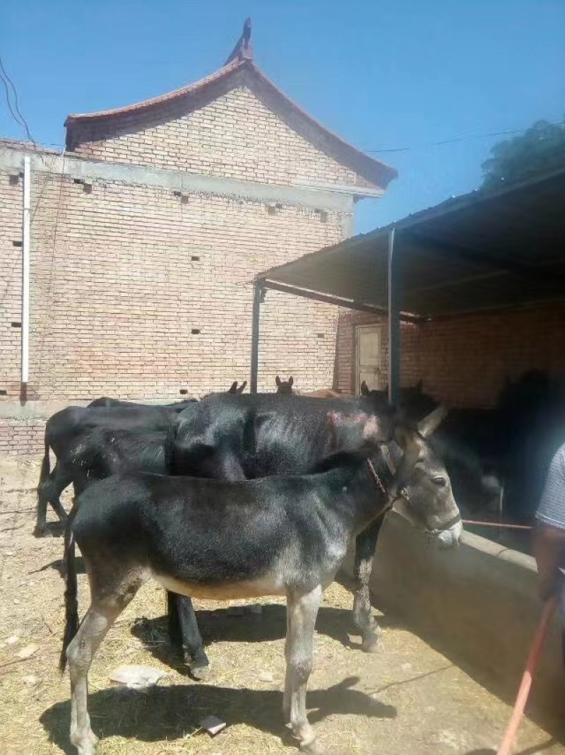 肉驴，价格实惠，一手货源，欢迎选购，诚信经营