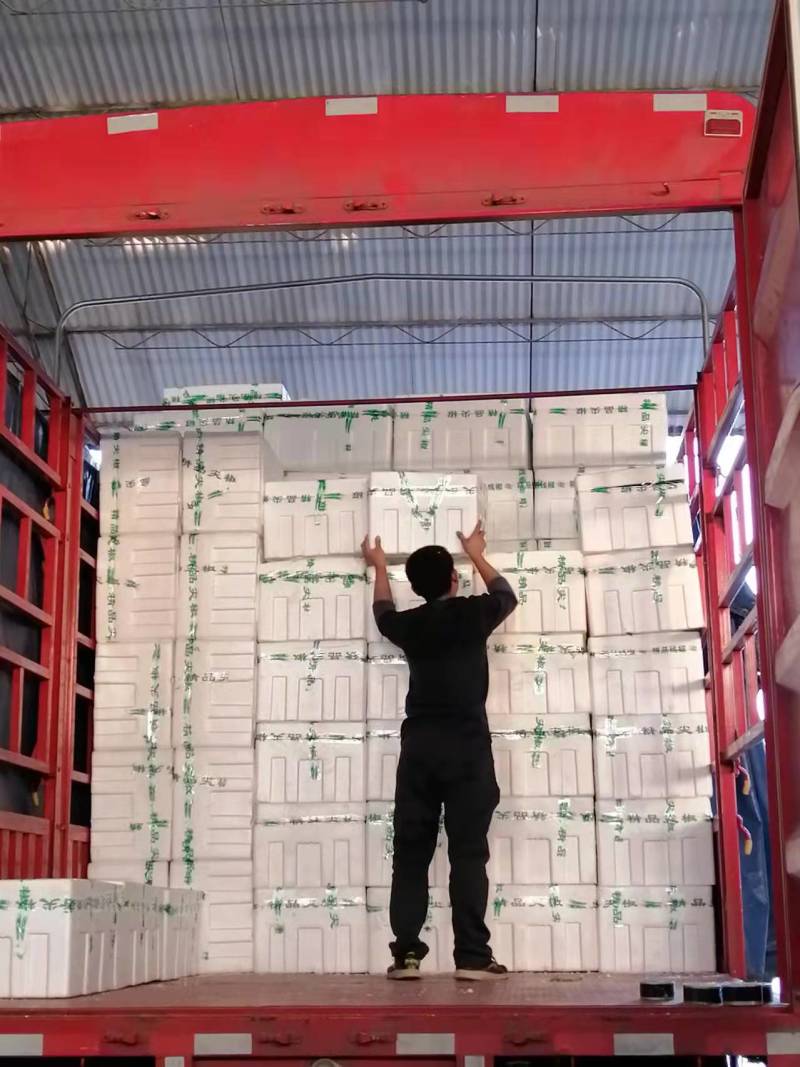 西葫芦，一手货源，产地直供货源充足，欢迎选购