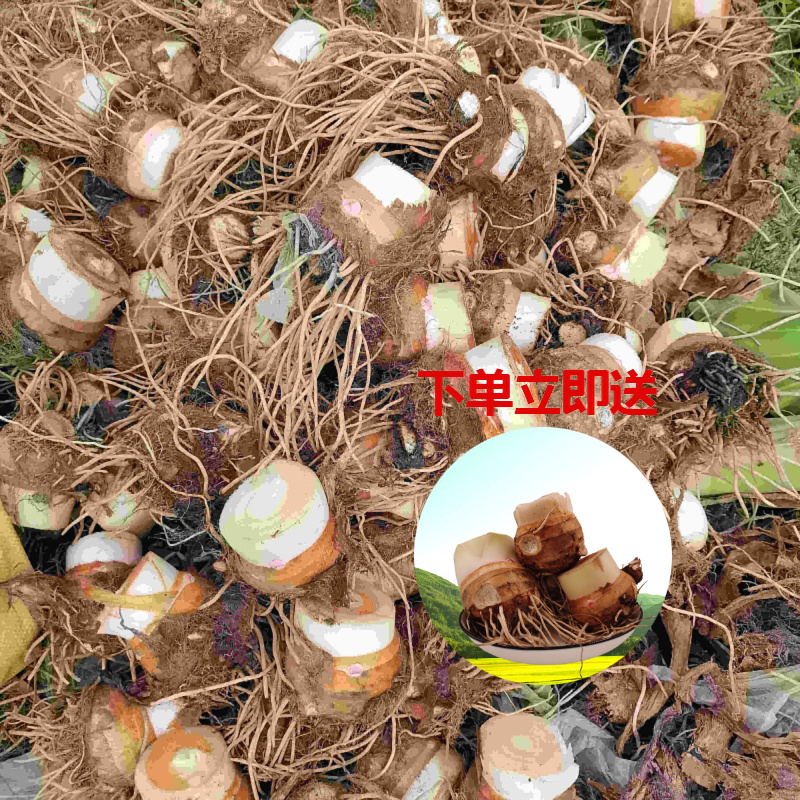 精品红芽芋，个大味鲜香味浓郁甘甜可口一件代发。