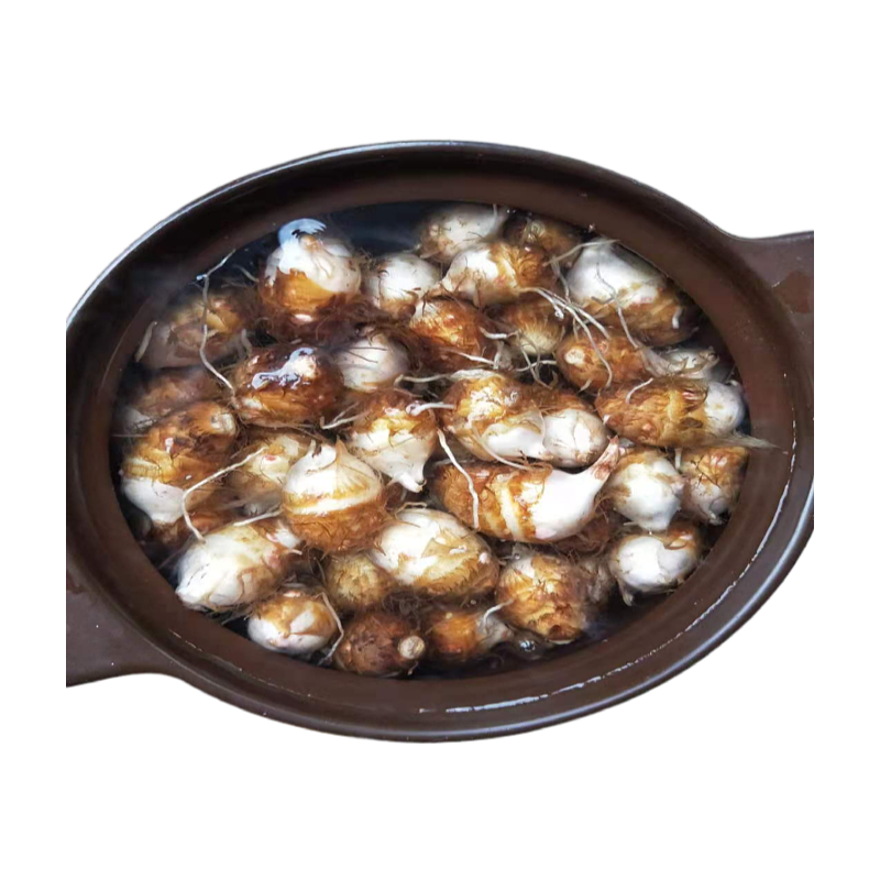 精品红芽芋，个大味鲜香味浓郁甘甜可口一件代发。