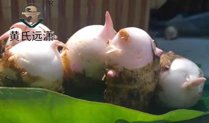 精品红芽芋，个大味鲜香味浓郁甘甜可口一件代发。