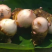 精品红芽芋，个大味鲜香味浓郁甘甜可口一件代发。