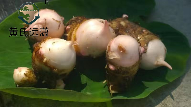 精品红芽芋，个大味鲜香味浓郁甘甜可口一件代发。