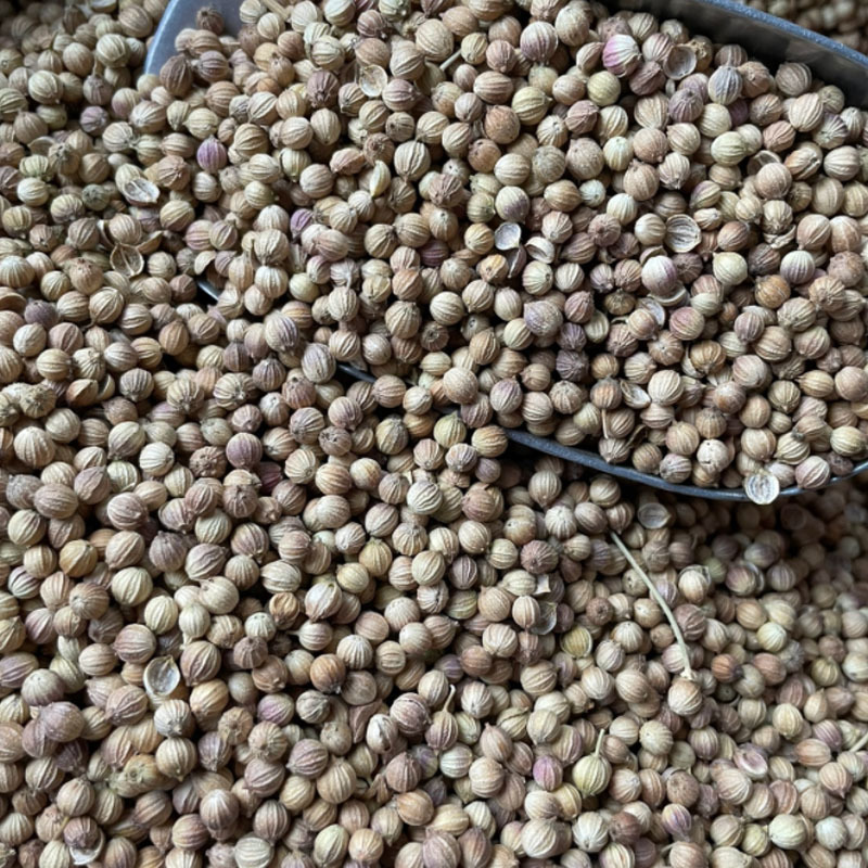 四季叶菜香菜种子耐寒耐热老品种早熟芫荽味道浓郁