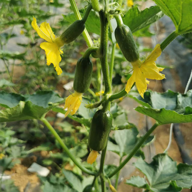 金童黄瓜种子亮绿皮无刺早熟节节有瓜春秋栽培露地