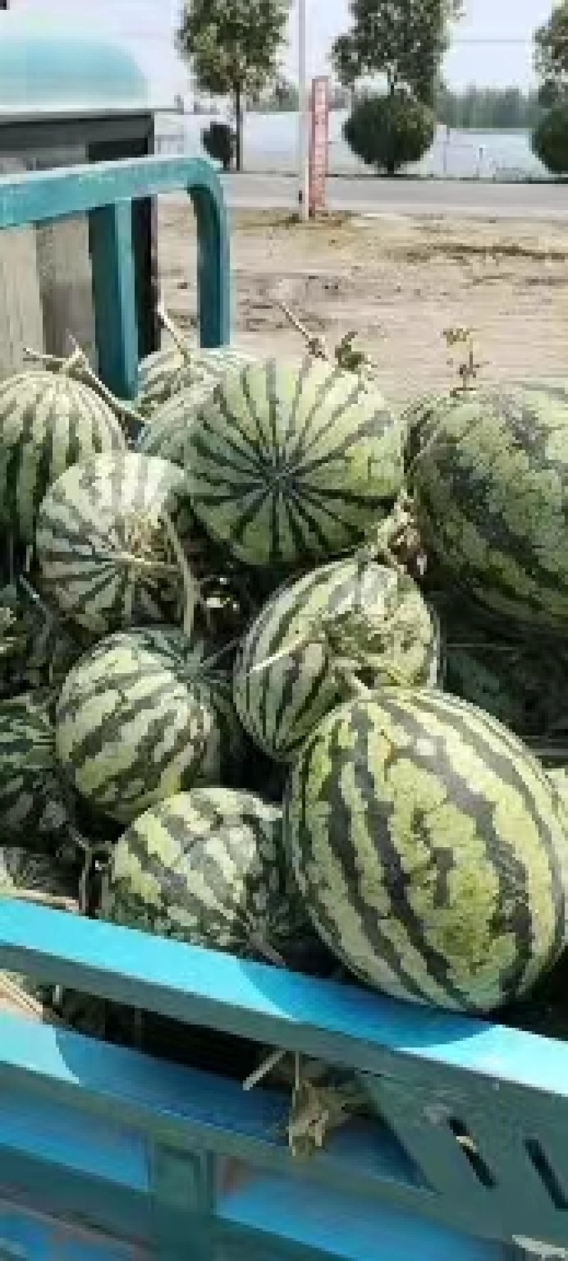 安徽西瓜甜王西瓜大量上市，口感好，价格美丽，欢迎订购