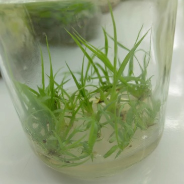 盘龙参组培苗