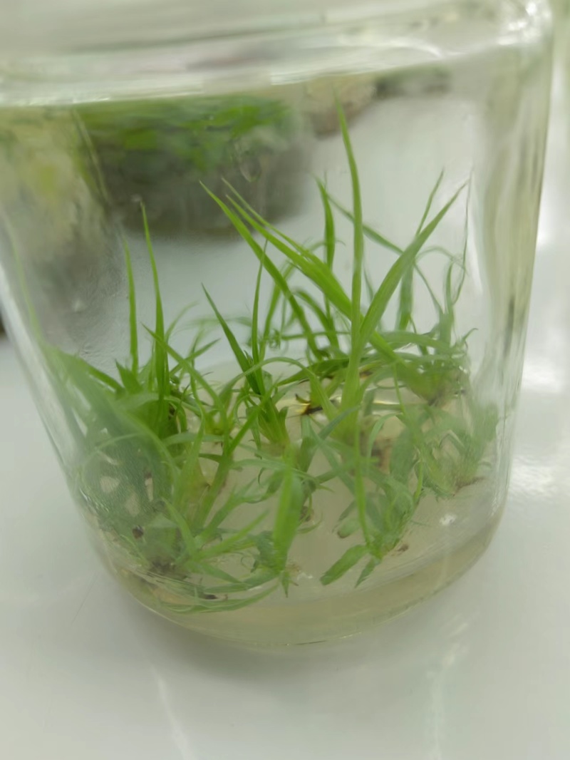 盘龙参组培苗