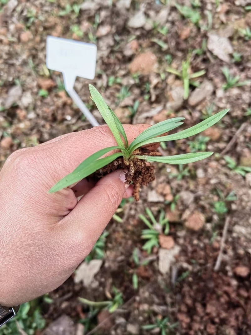 盘龙参组培苗