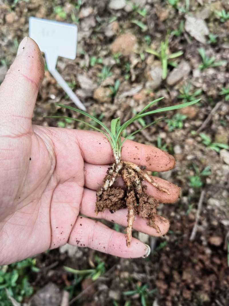 盘龙参组培苗