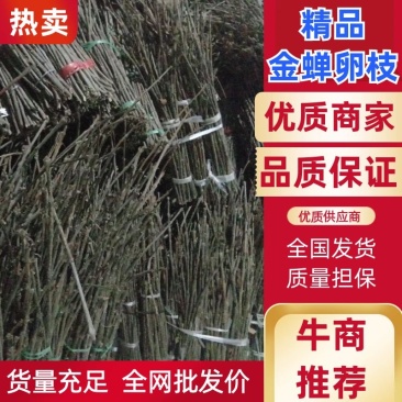 优质白蜡金蝉卵枝批发一手货源〔爬叉卵枝〕