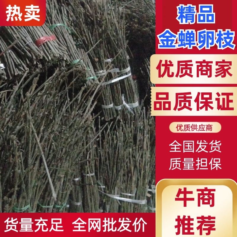 优质白蜡金蝉卵枝批发一手货源〔爬叉卵枝〕